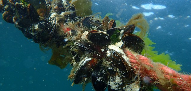 Mussel line
