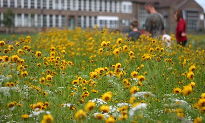 Urban flowers in Sheffield ©Paul Hobson