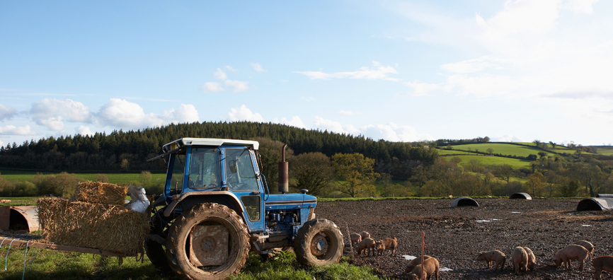 Tractor carrying bales of hay parked by a field with pigs grazing